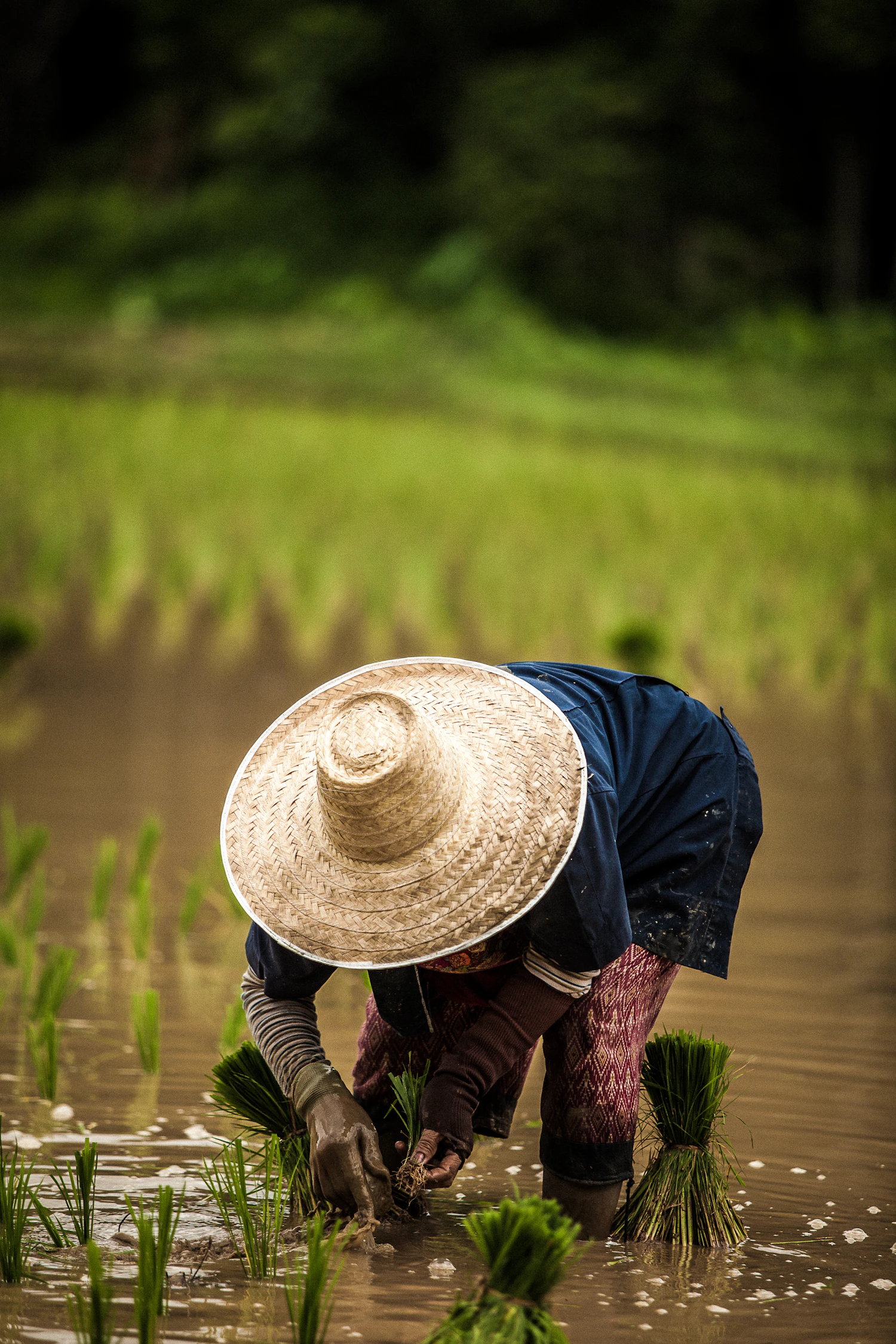 Farmer planting rice in a field