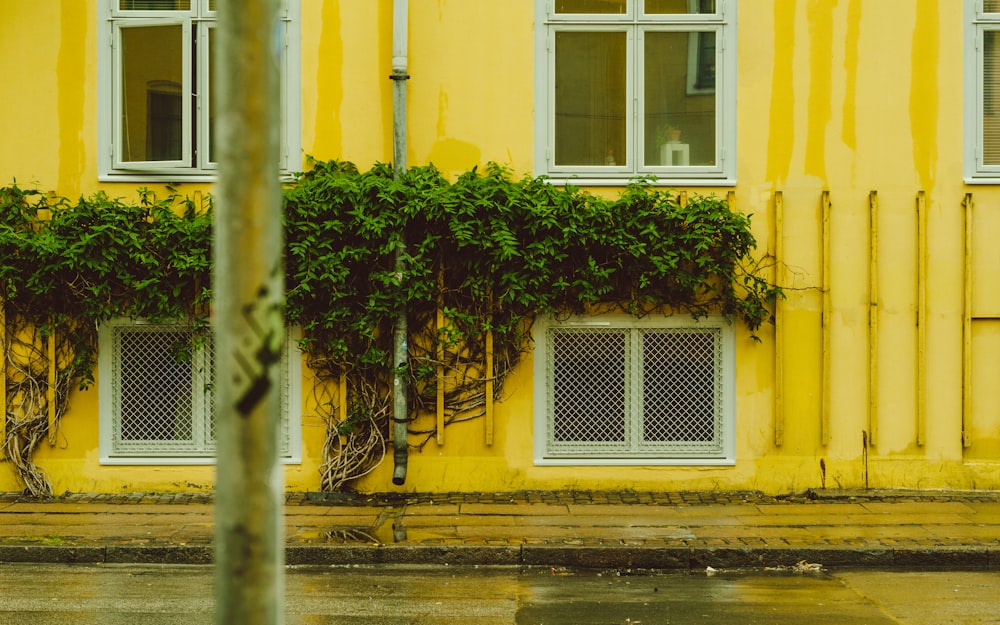 green leafed plants on yellow house photo