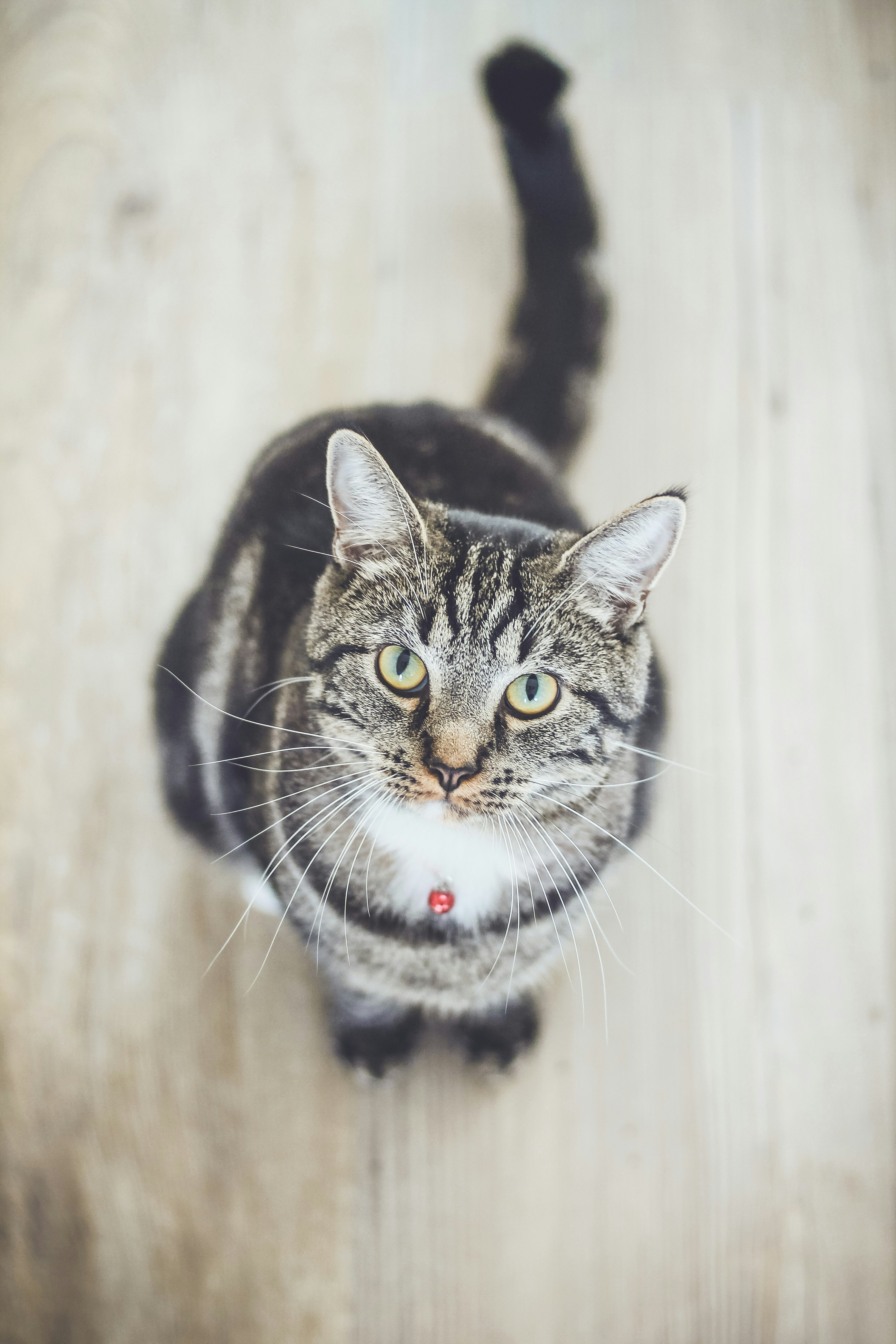 black and white tabby cat