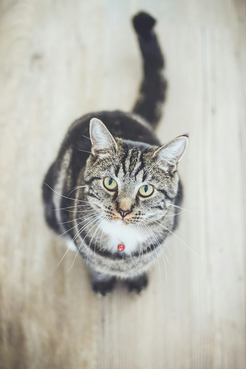 black and white tabby cat