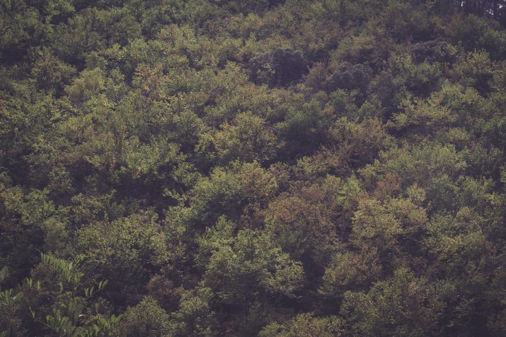 aerial view of trees