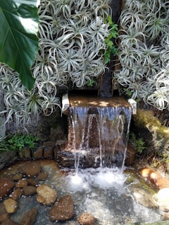 A small waterfall cascades over a stone ledge into a pond surrounded by rocks. Air plants are densely packed on the wall behind the waterfall, their long, spiky leaves creating a lush green backdrop. Sunlight filters through, highlighting the water and foliage.