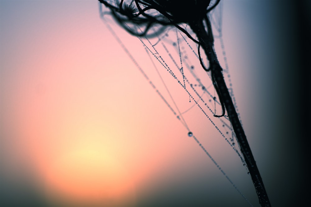 macro photography of water drops