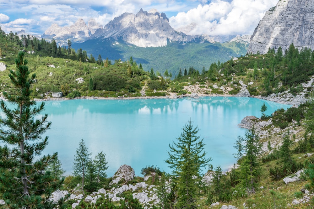 green pine trees near teal water at daytime