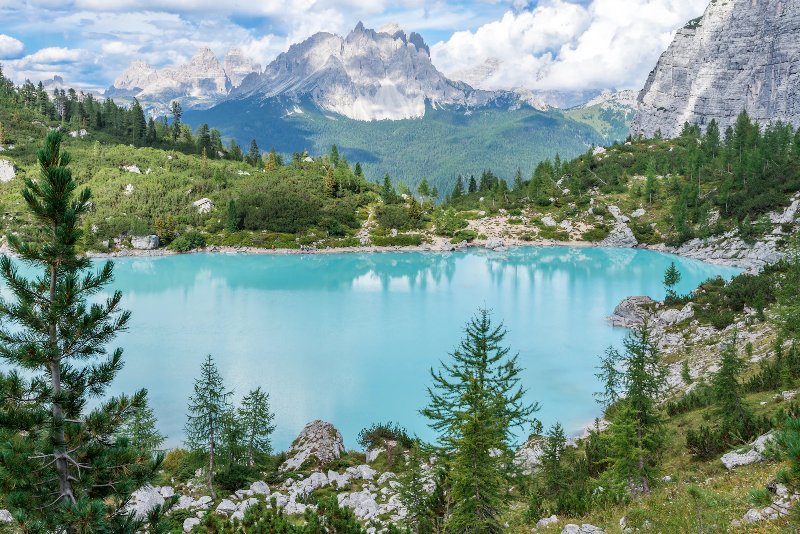 Pins au bord d'une eau turquoise de montagne (image d'illustration)