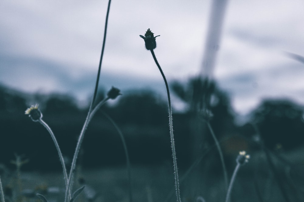 selective focus photography of white petaled flowers