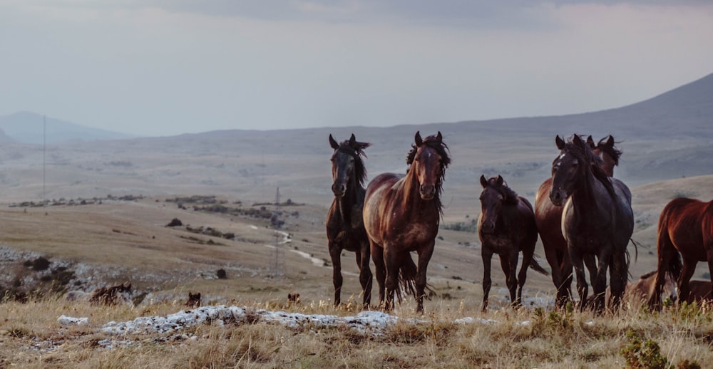 mandria di cavalli sul campo di erba verde durante il giorno