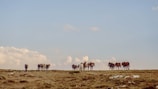 A group of horses enjoying open pasture space under a bright Texas sky.
