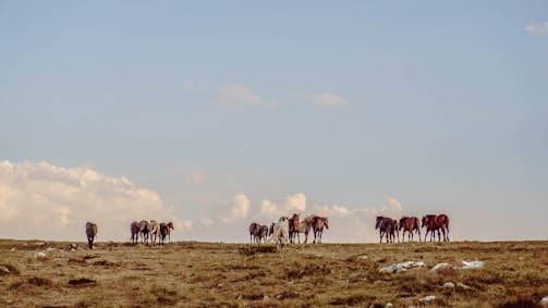 A group of horses enjoying open pasture space under a bright Texas sky.
