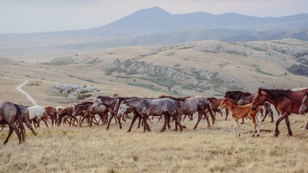 herd of horse traveling on grass hill during day