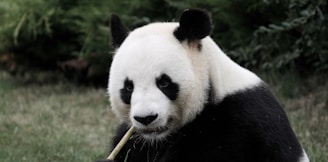 panda eating bamboo