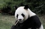 panda eating bamboo
