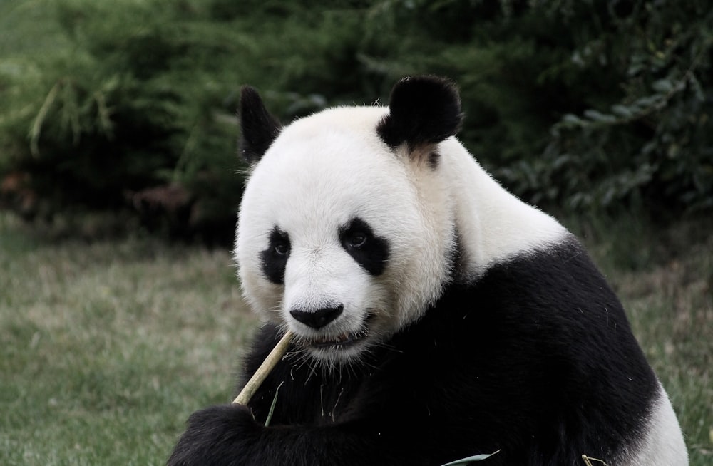 竹を食べるパンダ