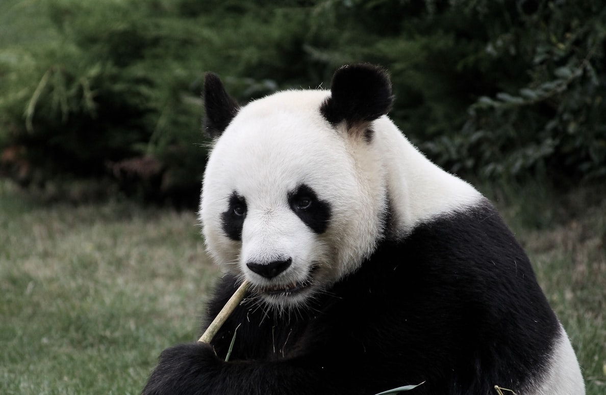 Conservation and threats  Pandas