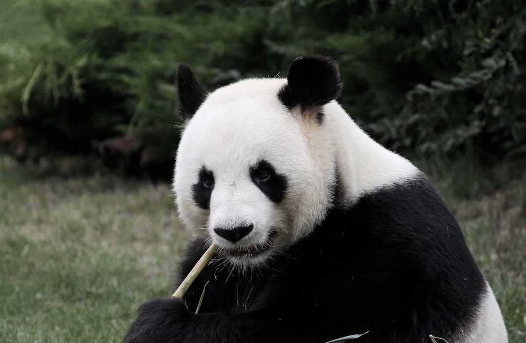 panda eating bamboo,
