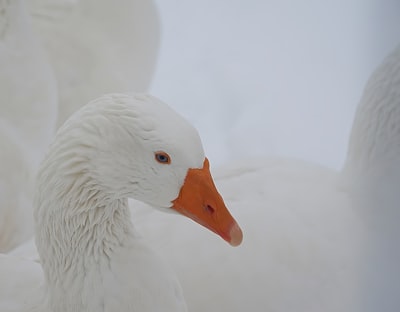 selective focus photo of white duck goose teams background