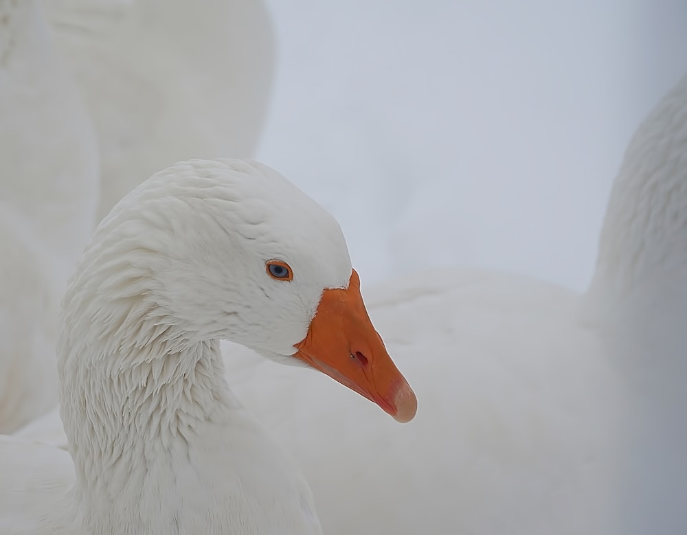 Foto de enfoque selectivo de pato blanco