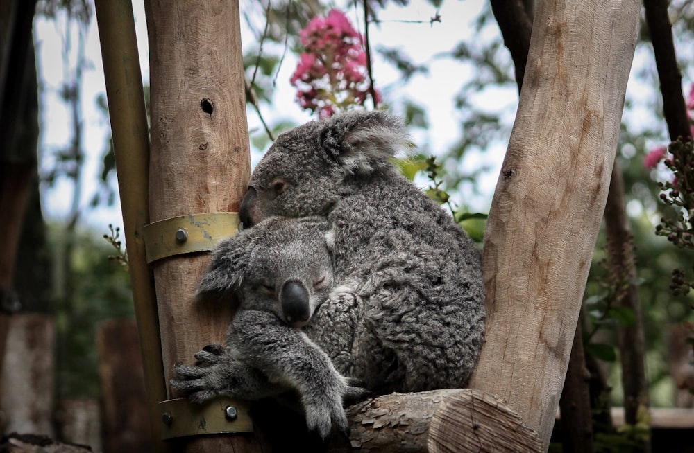 two gray koalas on tree