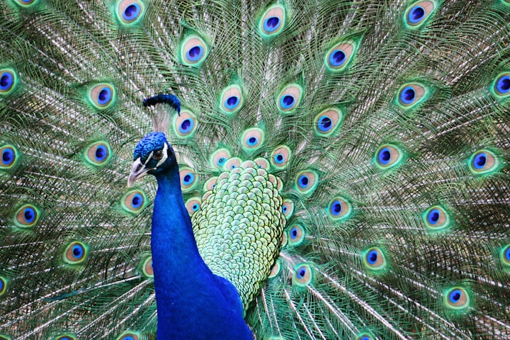 The Peacock 