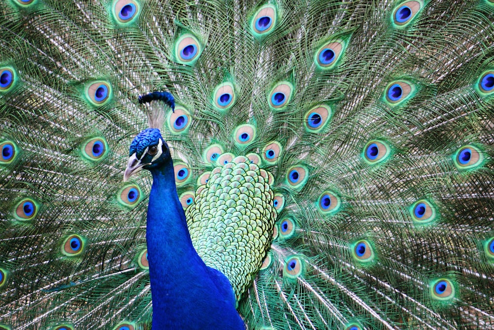 blue and teal peacock