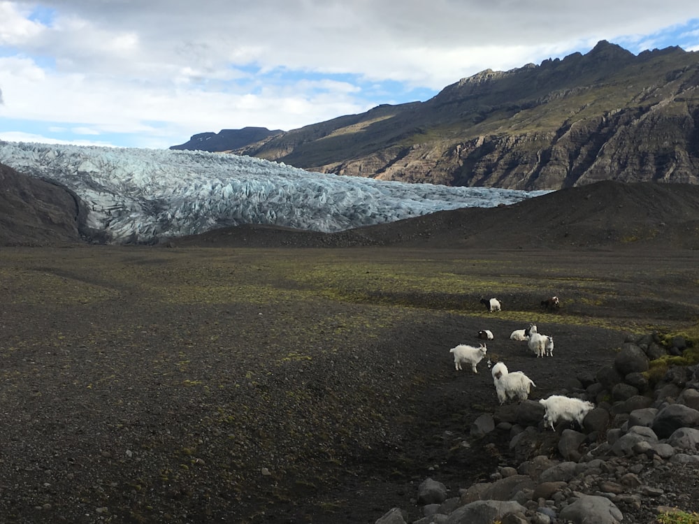 herd of white goats on grass field