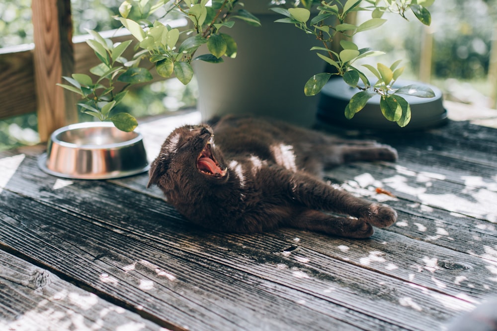 black cat yawning while laying on black wooden floor