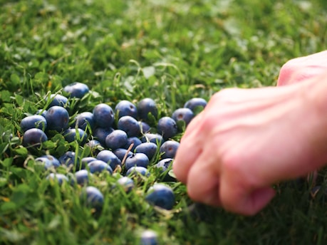 Close-up of fresh, vibrant superfood berries being handpicked in a sunlit field.