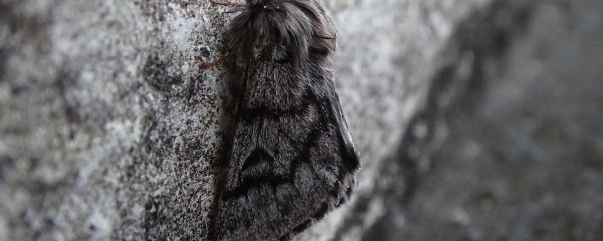 moth on gray surface