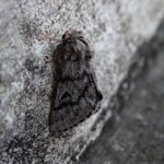 moth on gray surface