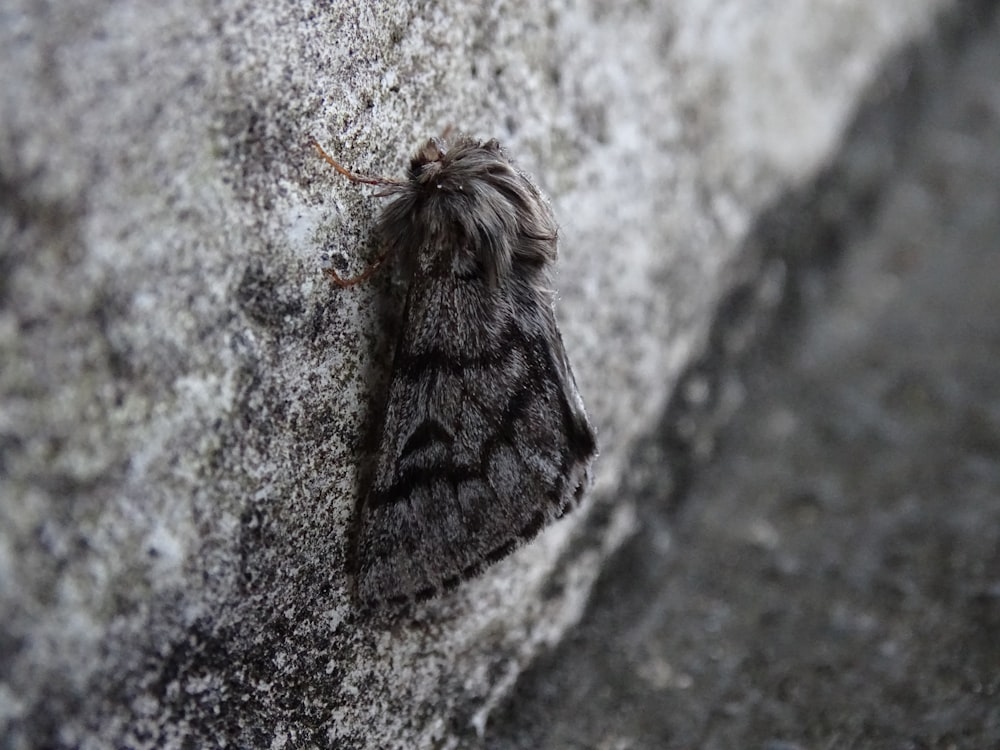 moth on gray surface