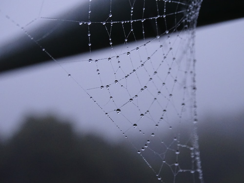 grayscale photo of dew on spider web