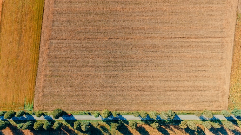 aerial view photography of green leaf trees