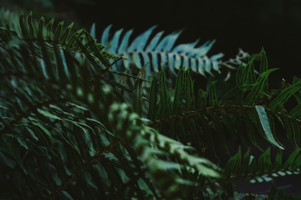 Plante de fougère verte