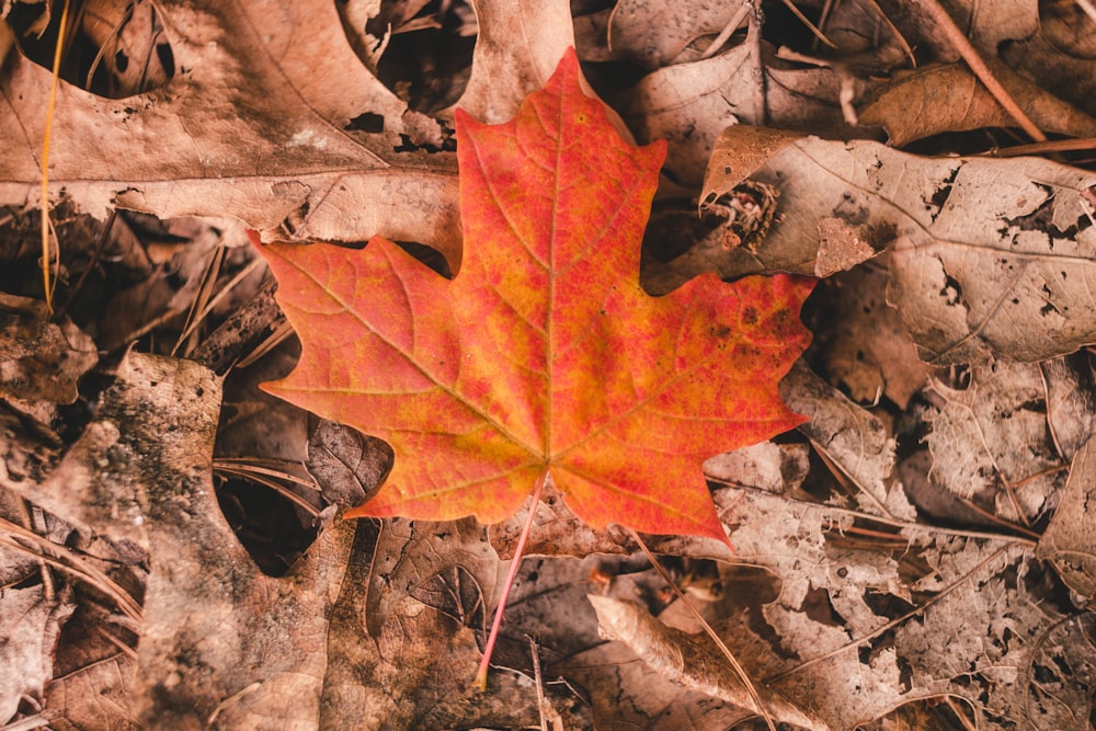 orange maple leaf