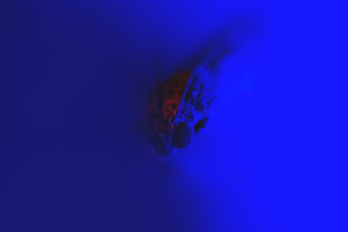 Macro photography of a tiny insect in blue lights