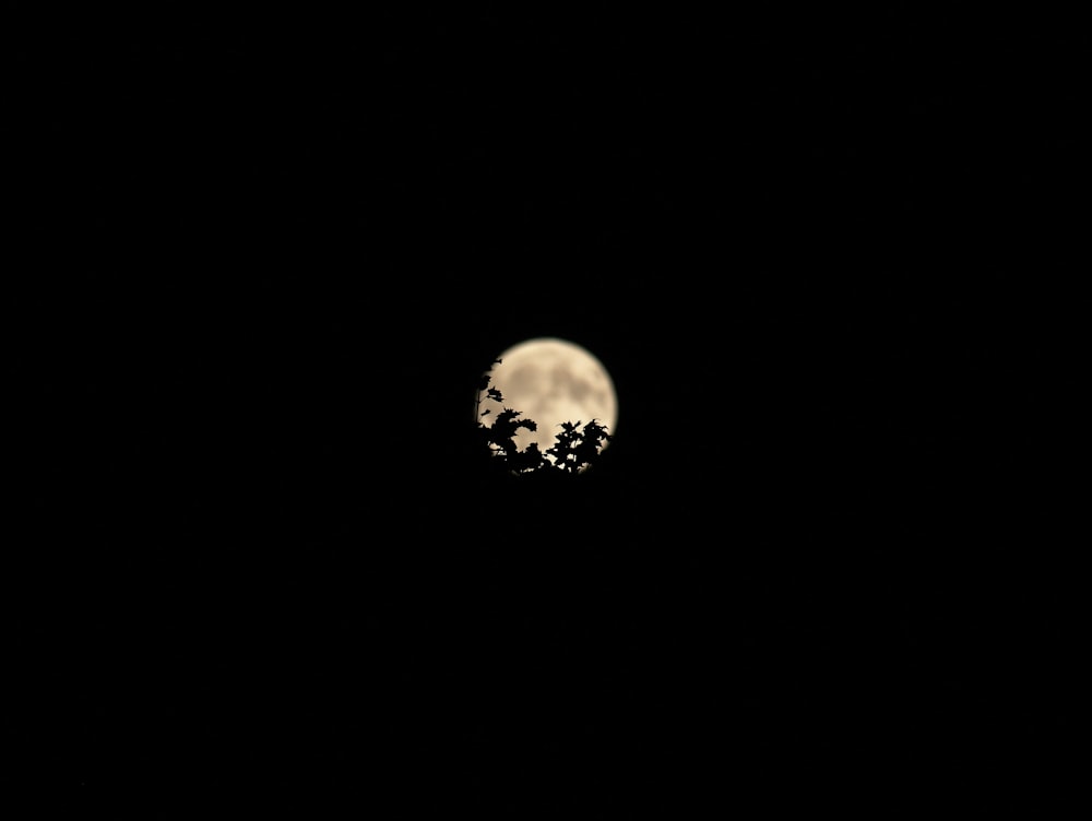 Photographie en contre-plongée de la lune