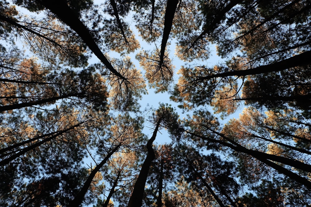 worm's-eye view photo of tall trees