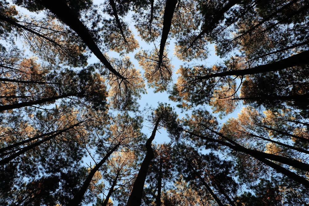 Foto de visão de olho de minhoca de árvores altas