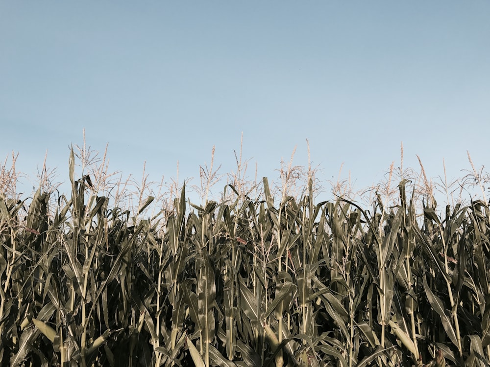 corn filed during daytime