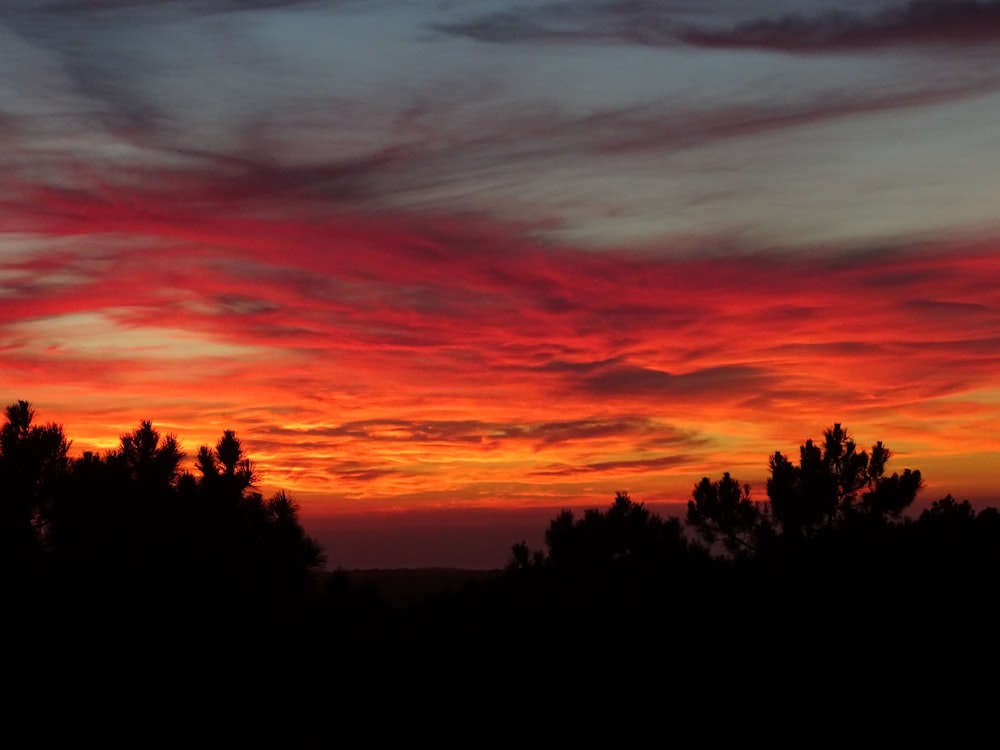 silhouette of plants during sunset