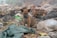 A small brown and black puppy sits amidst a pile of trash and debris, which includes plastic bags, a tattered green cloth, and other discarded items. The background appears to be a cluttered and possibly polluted environment.