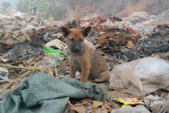 A small brown and black puppy sits amidst a pile of trash and debris, which includes plastic bags, a tattered green cloth, and other discarded items. The background appears to be a cluttered and possibly polluted environment.