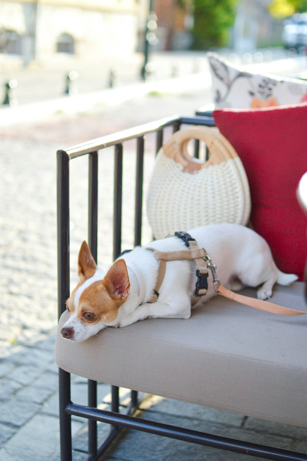 ベンチに横たわる白と茶色のショートコートの犬