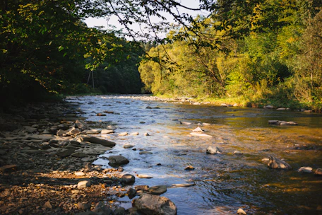 A serene river flowing through a lush, green watershed at sunrise.