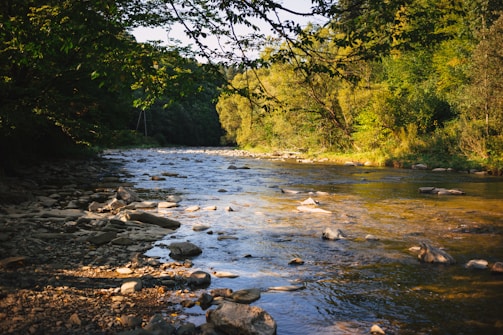 A serene river flowing through a lush forest at sunrise.