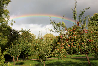 A cozy in-game moment showing a relaxing fruit garden with charming characters.
