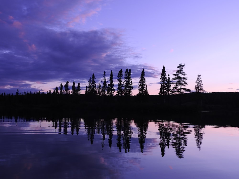 silhouette di alberi vicino allo specchio d'acqua