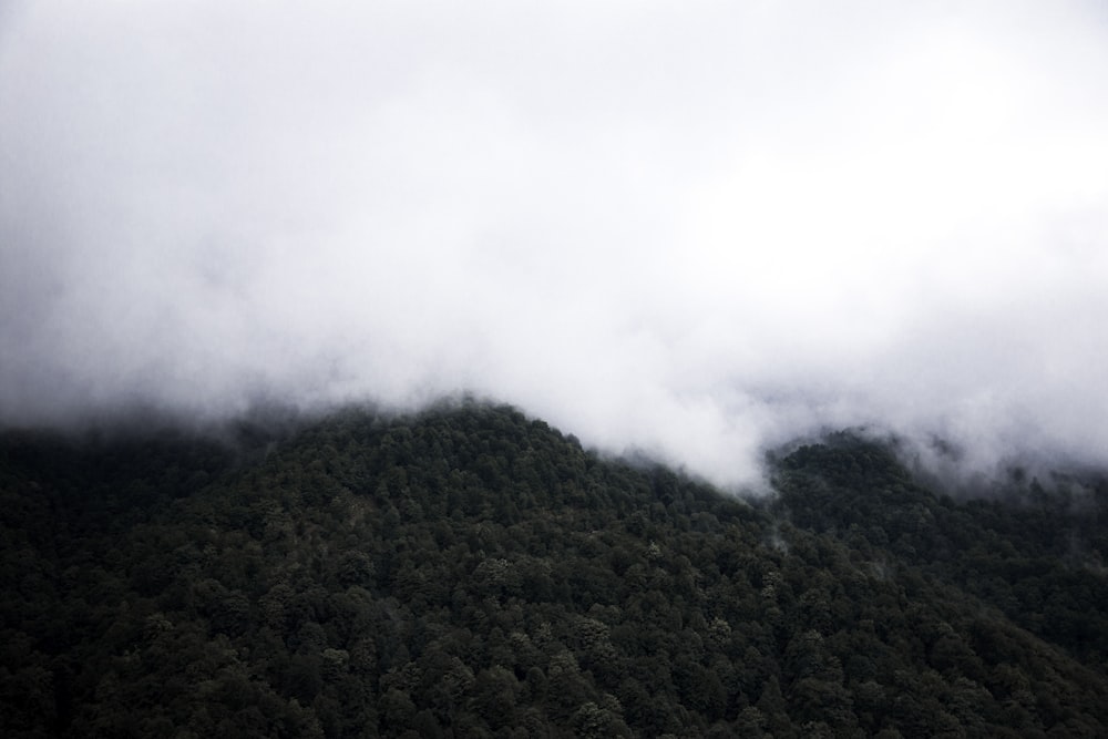 foggy mountain full of trees