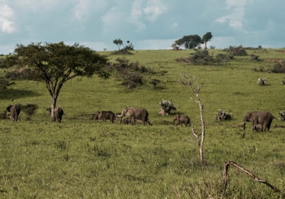 Uganda Rundreise Murchison Falls Nationalpark Elefantenherde