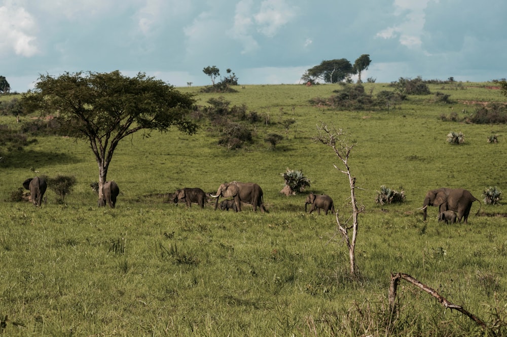 horde of elephant